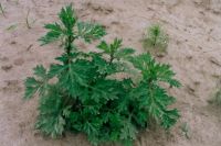 Bylica pospolita
(Artemisia vulgaris L.)