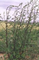 Bylica pospolita (Artemisia vulgaris L.)