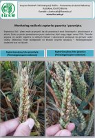 Monitoring nasilenia septorioz pszenicy i pszenżyta. 2017 PW 3.3 IHAR-PIB.pdf