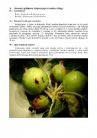 Owocnica jabłkowa.pdf