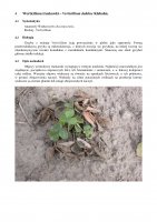 Werticilioza truskawki.pdf