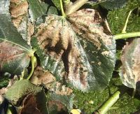 Starsze larwy - uszkodzenia liści