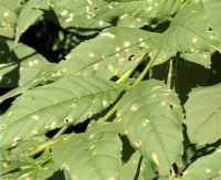 Uszkodzenia liści przez larwy