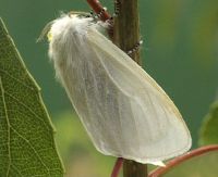Motyl - samiec