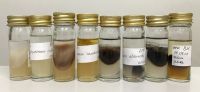 Grzyby patogeniczne przechowywane w butelkach uniwersalnych pod warstwą oleju mineralnego