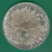 Kultura Botrytis cinerea