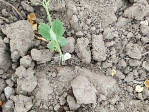 IMG_20200428_173131