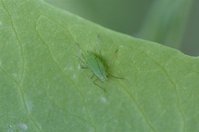 mszyca grochowa