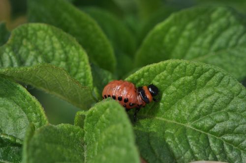Stonka ziemniaczana - Leptinotarsa decemlineata