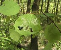Żerowisko chrząszczy na liściu osiki - maj