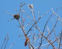 „Gniazda” z zimującymi gąsienicami 
w koronie drzewa (zbliżenie)