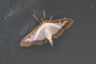 Cydalimia