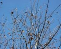 „Gniazda” z zimującymi gąsienicami
w koronie drzewa