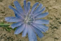 Cykoria podróżnik
(Cichorium intybus)