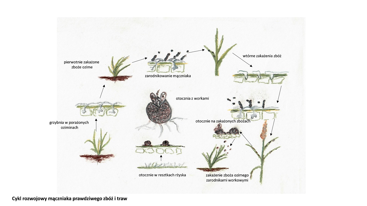schemat, cykl rozwojowy mącznika prawdziwego zbóż i traw