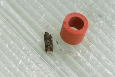 owocówka jabłkóweczna w pułapce feromonowej