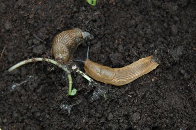 Arion vulgaris - MJ