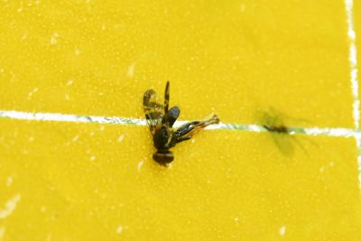 Rhagoletis cerasi