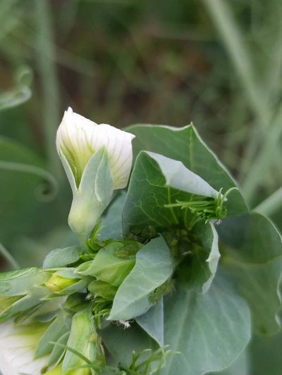 groch-mszyca grochowa
