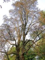 Koniec sierpnia - 
drzewo pozbawione liści
