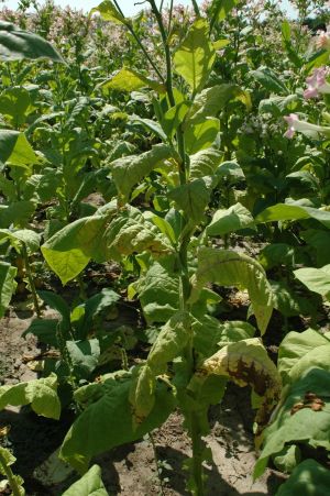 Fot. 1. Brunatna nekroza nerwów tytoniu wywoływana przez Potato virus Y
