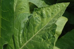 Fot.2. Mozaika tytoniowa wywoływana przez Tobacco mosaic virus (TMV)