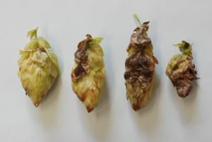 Fot. 4. Objawy mączniaka prawdziwego chmielu o różnym nasileniu (fot. U. Skomra)