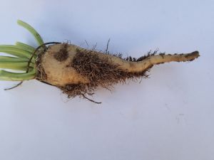Fot. 2. Samice i cysty mątwika na korzeniu buraka