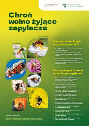Ochrona zapytalczy - plakat