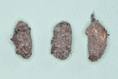 Fot. 2. Kokony Cydia nigricana