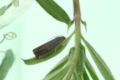 Fot. 1. Pachówka strąkóweczka - postać dorosła