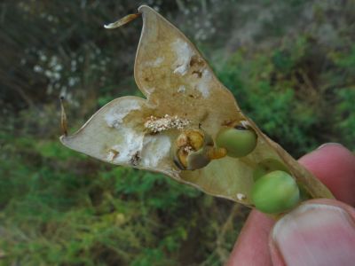 Fot. 3. Uszkodzenia stąków spowodowane żerowanim pachówki strąkóweczki
