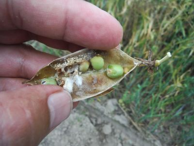 Fot. 4. Skutki żerowania pachówki strąkóweczki