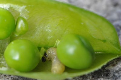 Fot. 5. Larwa pachówki strąkóweczki