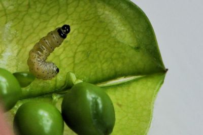 Fot. 6. Larwa pachówki strąkóweczki