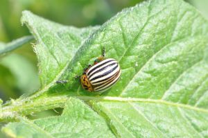 Fot 1. Stonka ziemniaczana - imago