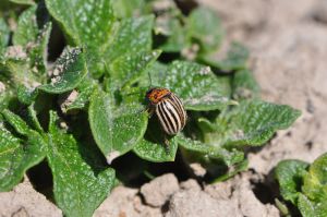 Fot. 3. Stonka ziamniaczana - postać dorosłą