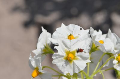 Fot. 4. Larwa stonki ziemniaczanej