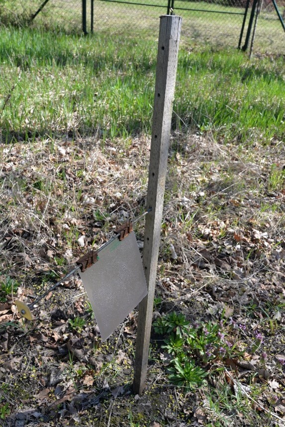 Bezbarwna tablica lepowa umieszczona za pomocą klipsów biurowych na słupku drewnianym z regulacją wysokości.