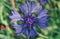 Chaber bławatek
(Centaurea cyanus L.)