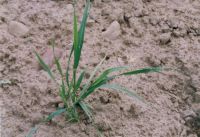 Perz właściwy
(Elymus repens (L.) Gould.)