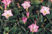 Powój polny
(Convolvulus arvensis L.)