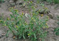 Starzec zwyczajny
(Senecio vulgaris L)