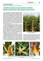 Czynniki kształtujące poziom skażenia ziarna kukurydzy toksynami fuzaryjnymi.pdf