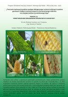Monitorowanie chorób kukurydzy - informacje ogólne - 2015-2020.pdf