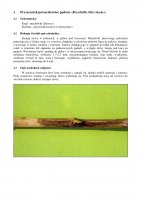 Pryszczarek porzeczkowiec pędowy.pdf