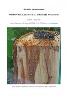 Kózkowate (Cerambycidae) z rodzaju Anoplophora - organizm kwarantannowy.pdf