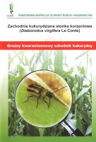 ZACHODNIA KUKURYDZIANA STONKA KORZENIOWA.pdf