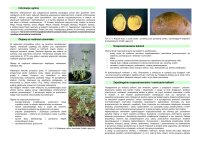 RALSTONIA SOLANACEARUM.pdf