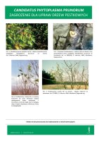 CANDIDATUS PHYTOPLASMA PRUNORUM.pdf